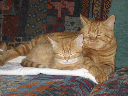 Olly und Orso