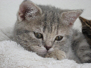 Pippil
